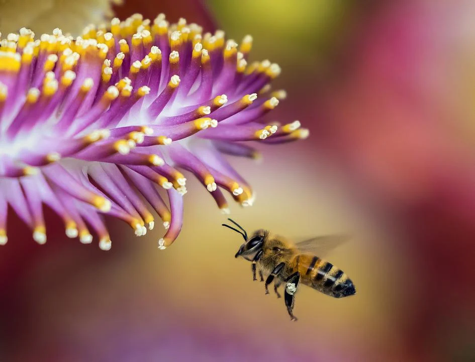 Akcja „Gmina przyjazna pszczołom”